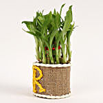 Elegant 2 Layer Lucky Bamboo Plant For Sir