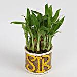 Elegant 2 Layer Lucky Bamboo Plant For Sir