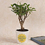 Decorative Ficus I Shape Bonsai Plant