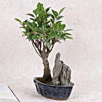 Evergreen Ficus Bonsai Plant