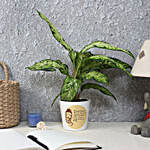 Aglaonema White Plant in Printed Pot