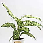 Aglaonema White Plant in Printed Pot