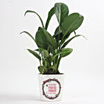 Enchanting Peace Lily Plant