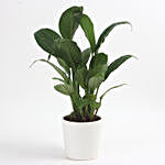 Enchanting Peace Lily Plant