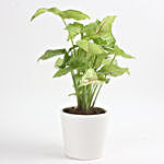 Leafy Syngonium Plant
