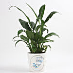 Lush Green Peace Lily Plant