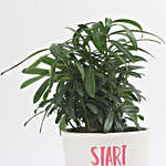 Striking Podocarpus Plant