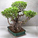 25 Year Old Ficus Bonsai Tree