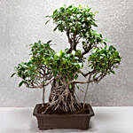 Ficus Bonsai Tree 25 Years Old