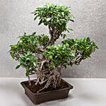 Ficus Bonsai Tree 25 Years Old