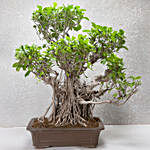 Ficus Ginseng Bonsai Tree 25 Years Old
