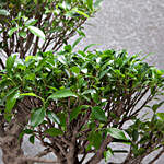 Ficus Microcarpa Bonsai Tree 25 Years Old