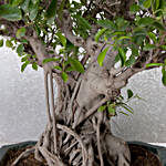 Ficus Retusa BonsaiTree 25 Years Old