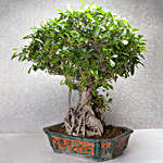 Ficus Retusa BonsaiTree 25 Years Old