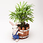 Chamaedorea Plant in Resin Rabbit Pot