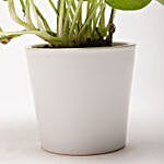 Golden Money Plant in Ceramic White Pot