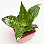 Green Sansevieria Plant in Red Plastic Pot
