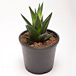 Howarthia Attenuata Succulent Plant in Black Plastic Pot