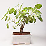 Hybrid Aeralia Plant in Rectangular Ceramic Pot