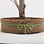 Paras Peepal Bonsai Plant in Terracotta Circular Tray