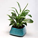 Peace Lily Plant in Blue Ceramic Pot