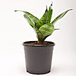 Snakeskin Sansevieria Plant in Black Plastic Pot