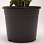 Syngonium Green Plant in Black Plastic Pot