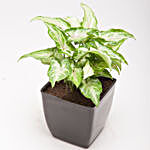 Syngonium Green Plant in Plastic Pot