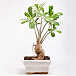 Adenium Bonsai Plant in Rectangular Ceramic Pot