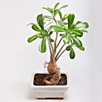Adenium Bonsai Plant in Rectangular Ceramic Pot