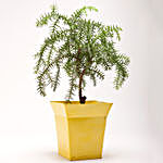 Araucaria Bonsai Plant in Bucket Shaped Metal Pot