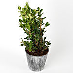 Boxwood Plant in Recycled Plastic Silver Colored Pot