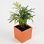 Chamaedorea Plant in Ceramic Mini Cube Pot