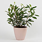 Ficus Green Plant in Recycled Plastic Conical Pot