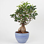 Ficus Microcarpa Bonsai Plant in Recycled Plastic Pot
