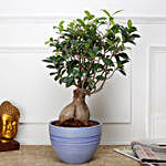 Ficus Microcarpa Bonsai Plant in Recycled Plastic Pot