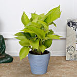 Golden Money Plant in Blue Recycled Plastic Lining Pot