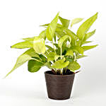 Golden Money Plant in Recycled Plastic Conical Brown Pot