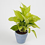 Golden Money Plant in Recycled Plastic Lining Pot