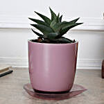 Haworthia Attenuata Plant in Melamine Cup Shaped Pot