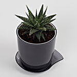 Haworthia Attenuata Plant in Melamine Pot