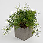 Lush Green Asparagus Plant in Melamine Textured Pot