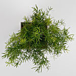 Lush Green Asparagus Plant in Melamine Textured Pot