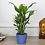 Lush Peace Lily Plant in Recycled Plastic Conical Pot