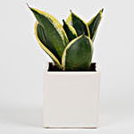 MILT Sansevieria Plant in Mini Cube Ceramic Pot