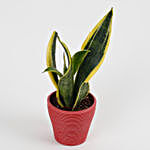 MILT Sansevieria Plant in Recycled Plastic Lining Pot