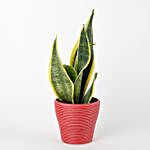 MILT Sansevieria Plant in Red Recycled Plastic Lining Pot