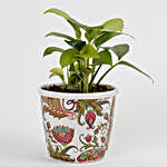 Money Plant in Stoneware Floral Pot