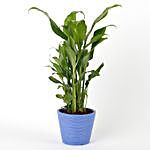 Peace Lily Plant in Blue Recycled Plastic Mini Pot