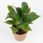 Peace Lily Plant in Coconut Husk Pot
